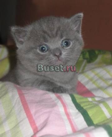 Котята от шотландской вислоухой и британского папы Москва