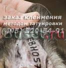Клеймение щенков и взрослых собак Москва