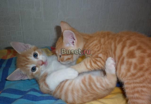 Рыжие котята в дар Москва