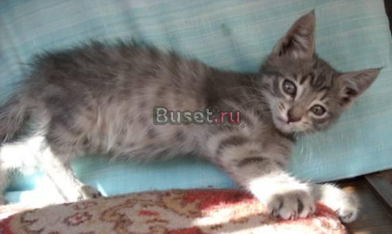 Малюсенькая Рыся с кисточками на ушках ищет дом Москва