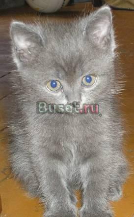 Продается плюшевый котенок мальчик Москва