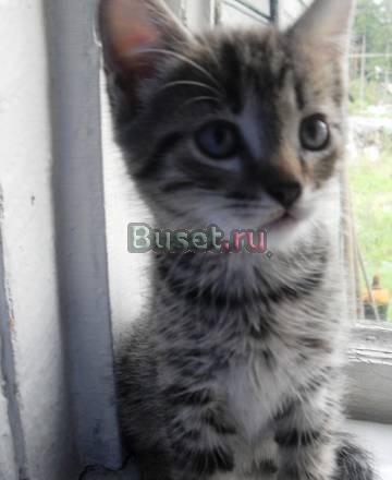 Котёнок Санкт-Петербург