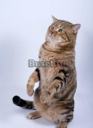 Продаются котята Ярославль