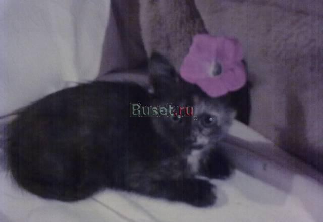 Отдаю чудесного котенка в добрые руки) Москва