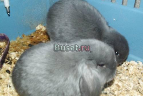 Карликовые крольчата породы вислоухий баран Санкт-Петербург