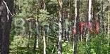 Участок в днп "Березовая Роща" Санкт-Петербург