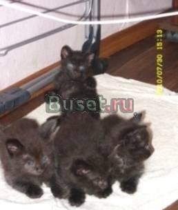 Отдаю котят в хорошие руки Санкт-Петербург