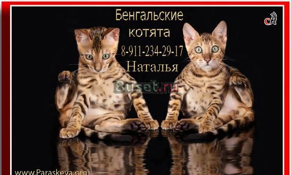 Бенгальские котята, bengal Санкт-Петербург