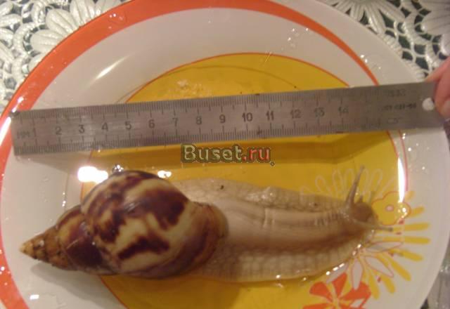 Продам улитку Ахатина Москва