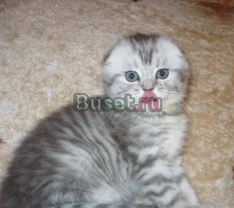 Вислоушки и бриташки, плюшевые котятки Москва