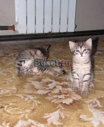 Отдам в добрые руки Новосибирск