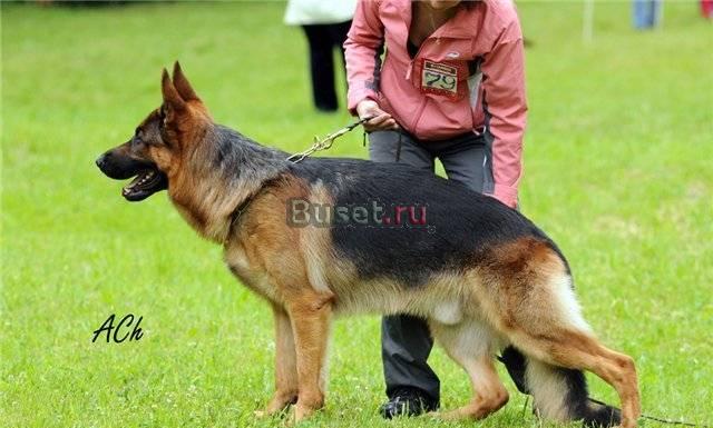 РКФ щенки немецкой овчарки Москва