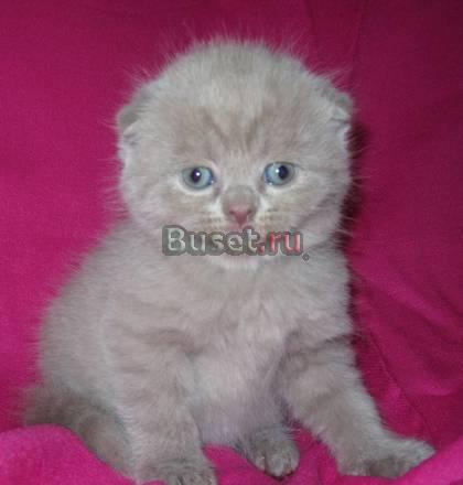 Чудесные шотландские  котята) Санкт-Петербург