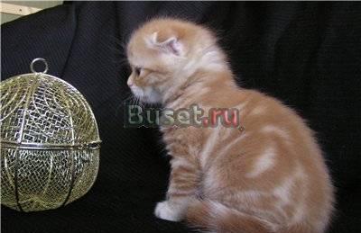 Вислоухие рисунчатые котята(красные,серебристые) Москва