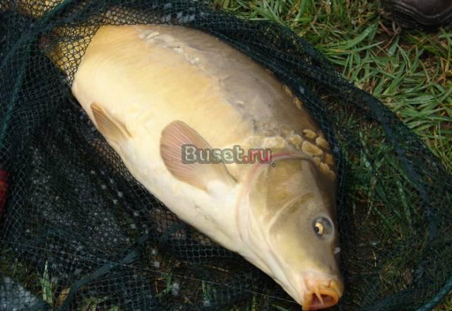 Рыба Москва