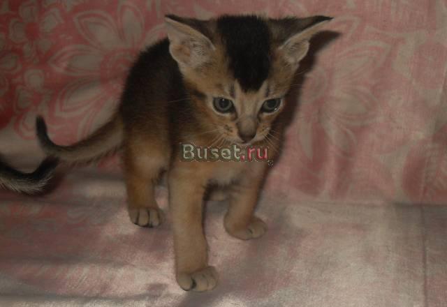 Абиссинские котята Нижний Новгород