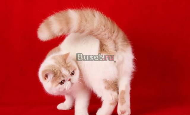 Экзоты и персы питомник Hohloma Москва