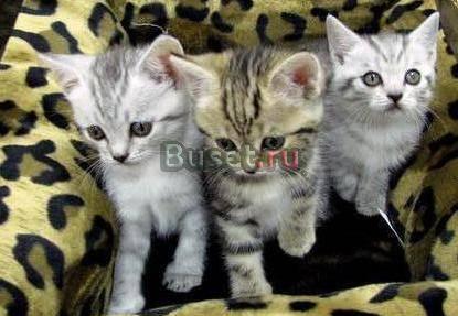 Продажа клубных котят породы скотиш-страйт Москва