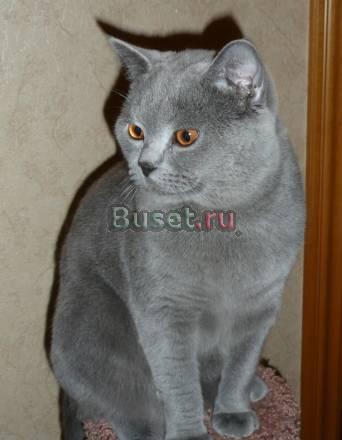 Вязки с котом  скоттиш страйт Москва