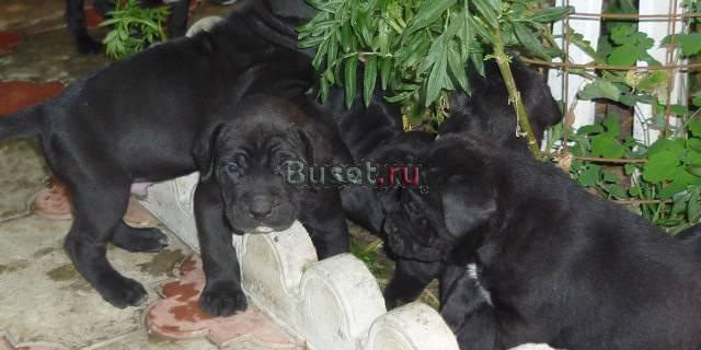 Щенки кане-корсо Новороссийск