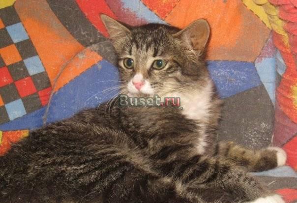 Очаровательный котенок ищет домой Санкт-Петербург