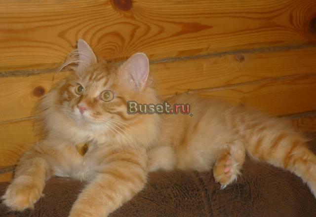 Предлагаем кота для вязки Нижний Новгород