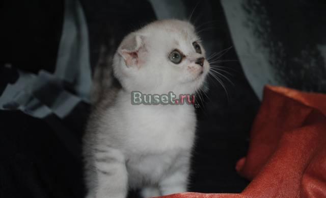 Шотландские котята Пушкино