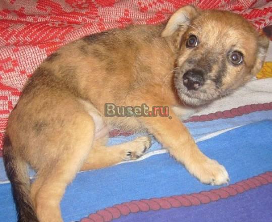 Очаровашки  щеночки очень хотят домой Санкт-Петербург