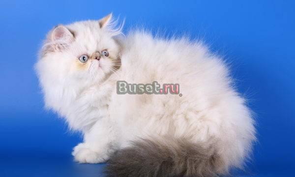 Персидская кошечка Санкт-Петербург