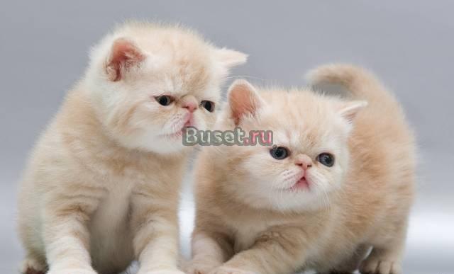 Продаются котята Санкт-Петербург