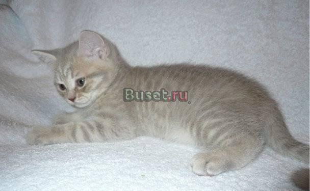 Плюшевый британский тигренок Санкт-Петербург