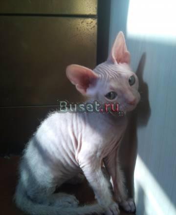 Кошечка донского сфинкса Москва