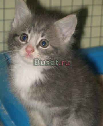 Котятки  ребятки хотят домой Санкт-Петербург