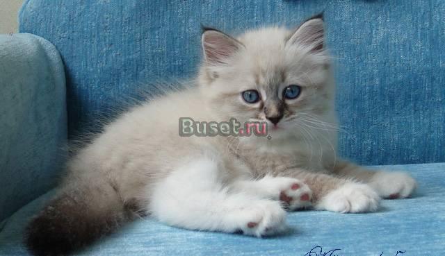 Очень ласковые, игривые  и нежные урчалки Москва