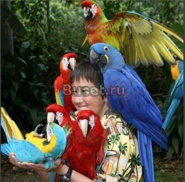 Африканский серый попугай, цыплят и оплодотворенн Москва