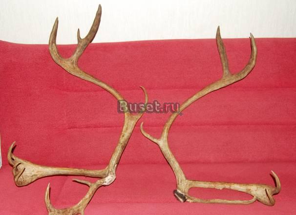 Оленьи рога Москва