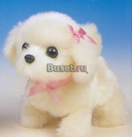 Мальтийская болонка Москва