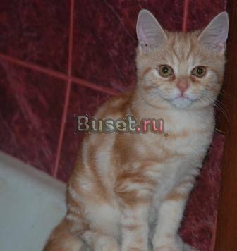 Британские котик и девочка черепашка Москва