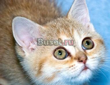 Британские золотистые котики Москва