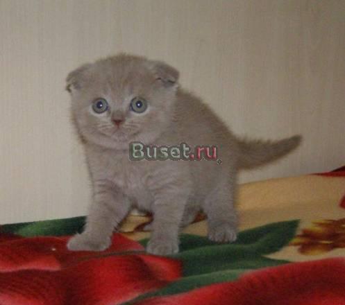 Лиловая вислоухая девочка Москва