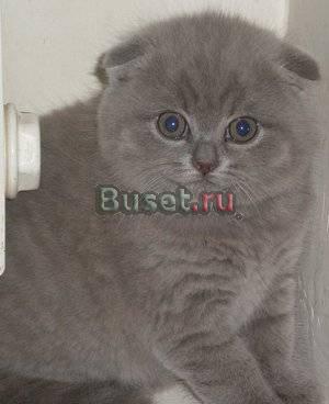 Вислоухие котята Санкт-Петербург