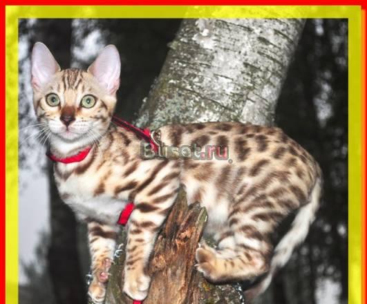 Бенгальские котята шоу класса Москва