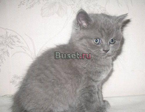 Голубые британские клубные котята Москва