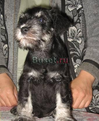 Цвергшнауцер, щенки Великий Новгород