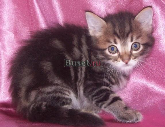 Сибирские котята диких окрасов Санкт-Петербург