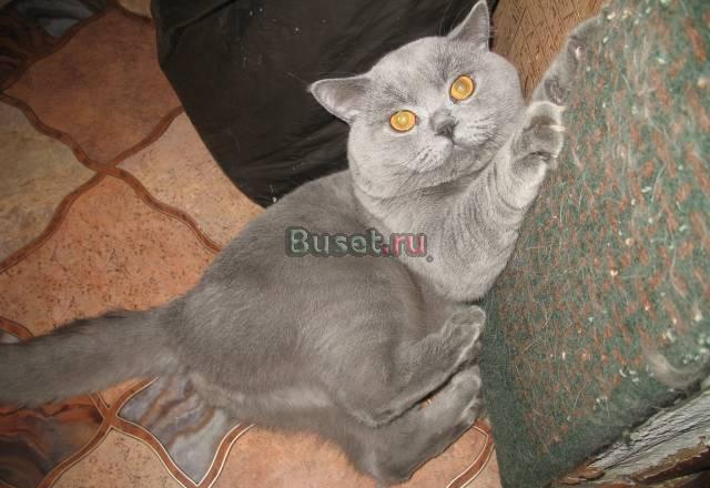 Британский кот приглашает кошечек на вязку Москва