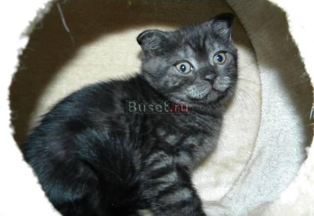 Шотландские короткошерстные котята Москва