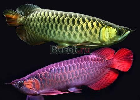 Рыбку arowana Омск