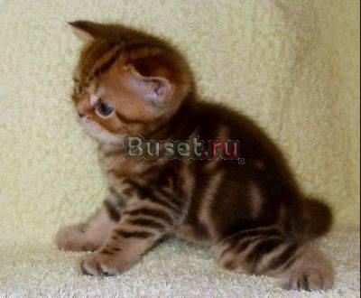 Шоколадный мраморный котик, страйт, плюшевый мишка Москва