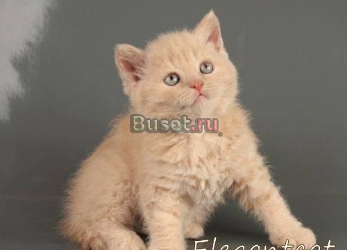Кремовый котик - селкирк рекс Санкт-Петербург